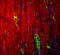 Myelin protein P0 antibody, PZ0, Aves Labs, Immunofluorescence image 