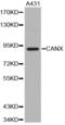 Calnexin antibody, abx000865, Abbexa, Western Blot image 