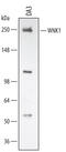 WNK1 antibody, AF2849, R&D Systems, Western Blot image 