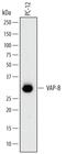 Vesicle-associated membrane protein-associated protein B antibody, MAB7329, R&D Systems, Western Blot image 