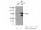 Hematopoietic Prostaglandin D Synthase antibody, 66001-1-Ig, Proteintech Group, Immunoprecipitation image 