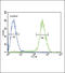 Cannabinoid Receptor 2 antibody, 55-328, ProSci, Immunofluorescence image 