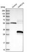  antibody, PA5-53121, Invitrogen Antibodies, Western Blot image 