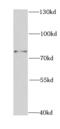 Hyaluronate receptor antibody, FNab01482, FineTest, Western Blot image 