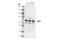 Nuclear Respiratory Factor 1 antibody, 46743S, Cell Signaling Technology, Western Blot image 