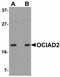 OCIA Domain Containing 2 antibody, orb94337, Biorbyt, Western Blot image 