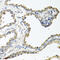 Collectin-11 antibody, 19-507, ProSci, Immunohistochemistry paraffin image 