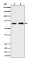 Phosphoglucomutase-1 antibody, M02318-1, Boster Biological Technology, Western Blot image 