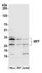 Mitochondrial Fission Factor antibody, A305-629A-M, Bethyl Labs, Western Blot image 