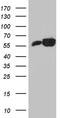 Polypyrimidine Tract Binding Protein 3 antibody, TA812031, Origene, Western Blot image 