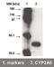 Cytochrome P450 Family 2 Subfamily A Member 6 antibody, TA352865L, Origene, Western Blot image 