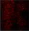 DRD2 antibody, ADI-905-740-100, Enzo Life Sciences, Immunohistochemistry frozen image 