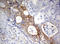 Dan antibody, LS-C789581, Lifespan Biosciences, Immunohistochemistry frozen image 