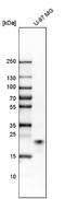 Ras-related protein Rab-31 antibody, NBP1-80859, Novus Biologicals, Western Blot image 