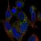 Mitochondrial Ribosomal Protein S21 antibody, HPA078289, Atlas Antibodies, Immunofluorescence image 