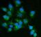 FKBP Prolyl Isomerase 15 antibody, A10447-1, Boster Biological Technology, Immunofluorescence image 