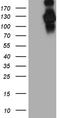 Helicard antibody, TA803665, Origene, Western Blot image 