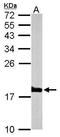 Histone H3.3 antibody, TA308895, Origene, Western Blot image 