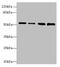 Serine/threonine-protein kinase 38-like antibody, CSB-PA896491LA01HU, Cusabio, Western Blot image 