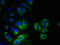 Myeloid Associated Differentiation Marker antibody, A59966-100, Epigentek, Immunofluorescence image 