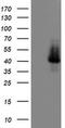 ETS Transcription Factor ELK3 antibody, MA5-25695, Invitrogen Antibodies, Western Blot image 
