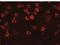 Regulator Of Microtubule Dynamics 2 antibody, NBP2-41121, Novus Biologicals, Immunofluorescence image 