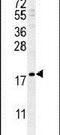 Late Cornified Envelope 1A antibody, PA5-24375, Invitrogen Antibodies, Western Blot image 