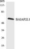 BAI1 Associated Protein 2 Like 1 antibody, LS-C200175, Lifespan Biosciences, Western Blot image 