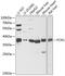 Ficolin 1 antibody, GTX33195, GeneTex, Western Blot image 