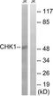 Checkpoint Kinase 1 antibody, TA311865, Origene, Western Blot image 