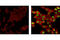 FosB Proto-Oncogene, AP-1 Transcription Factor Subunit antibody, 2251T, Cell Signaling Technology, Immunocytochemistry image 