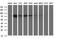 Junctophilin 2 antibody, MA5-26300, Invitrogen Antibodies, Western Blot image 