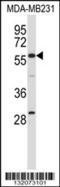 EH Domain Containing 1 antibody, 57-288, ProSci, Western Blot image 