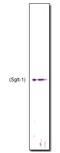 Solute Carrier Family 5 Member 1 antibody, ab14686, Abcam, Western Blot image 