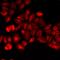 Killer Cell Lectin Like Receptor D1 antibody, orb412058, Biorbyt, Immunocytochemistry image 