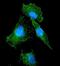 Fms Related Tyrosine Kinase 1 antibody, A00534-4, Boster Biological Technology, Immunofluorescence image 