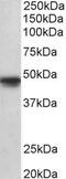 POU domain, class 3, transcription factor 1 antibody, PA5-37882, Invitrogen Antibodies, Western Blot image 