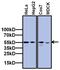 TATA-Box Binding Protein Associated Factor 7 antibody, MA3-079, Invitrogen Antibodies, Western Blot image 