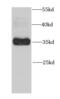Fos-related antigen 2 antibody, FNab03186, FineTest, Western Blot image 