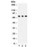 Protein Regulator Of Cytokinesis 1 antibody, R31819, NSJ Bioreagents, Western Blot image 