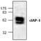 Baculoviral IAP Repeat Containing 2 antibody, GTX59714, GeneTex, Western Blot image 