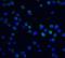 DFF40 antibody, LS-B559, Lifespan Biosciences, Immunofluorescence image 