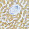 C-C Motif Chemokine Ligand 25 antibody, abx005022, Abbexa, Western Blot image 