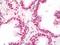 Negative Elongation Factor Complex Member A antibody, orb181652, Biorbyt, Immunohistochemistry paraffin image 
