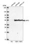 Uridine Monophosphate Synthetase antibody, NBP1-85896, Novus Biologicals, Western Blot image 