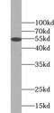 UPF3A Regulator Of Nonsense Mediated MRNA Decay antibody, FNab09271, FineTest, Western Blot image 