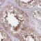 CFAP97 Domain Containing 1 antibody, NBP2-38687, Novus Biologicals, Immunohistochemistry frozen image 