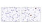 FLAG antibody, 14793S, Cell Signaling Technology, Immunohistochemistry paraffin image 