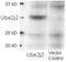 Ubiquitin-conjugating enzyme E2 J2 antibody, NBP1-78071, Novus Biologicals, Western Blot image 