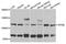 Apolipoprotein B antibody, A1330, ABclonal Technology, Western Blot image 